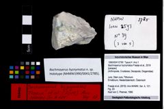 Foto (Objekt + Etikett) von Bachmayerus hyznymatus (Fraaije et al., 2019)  (NHMW-GEO-1990-0041-2785)